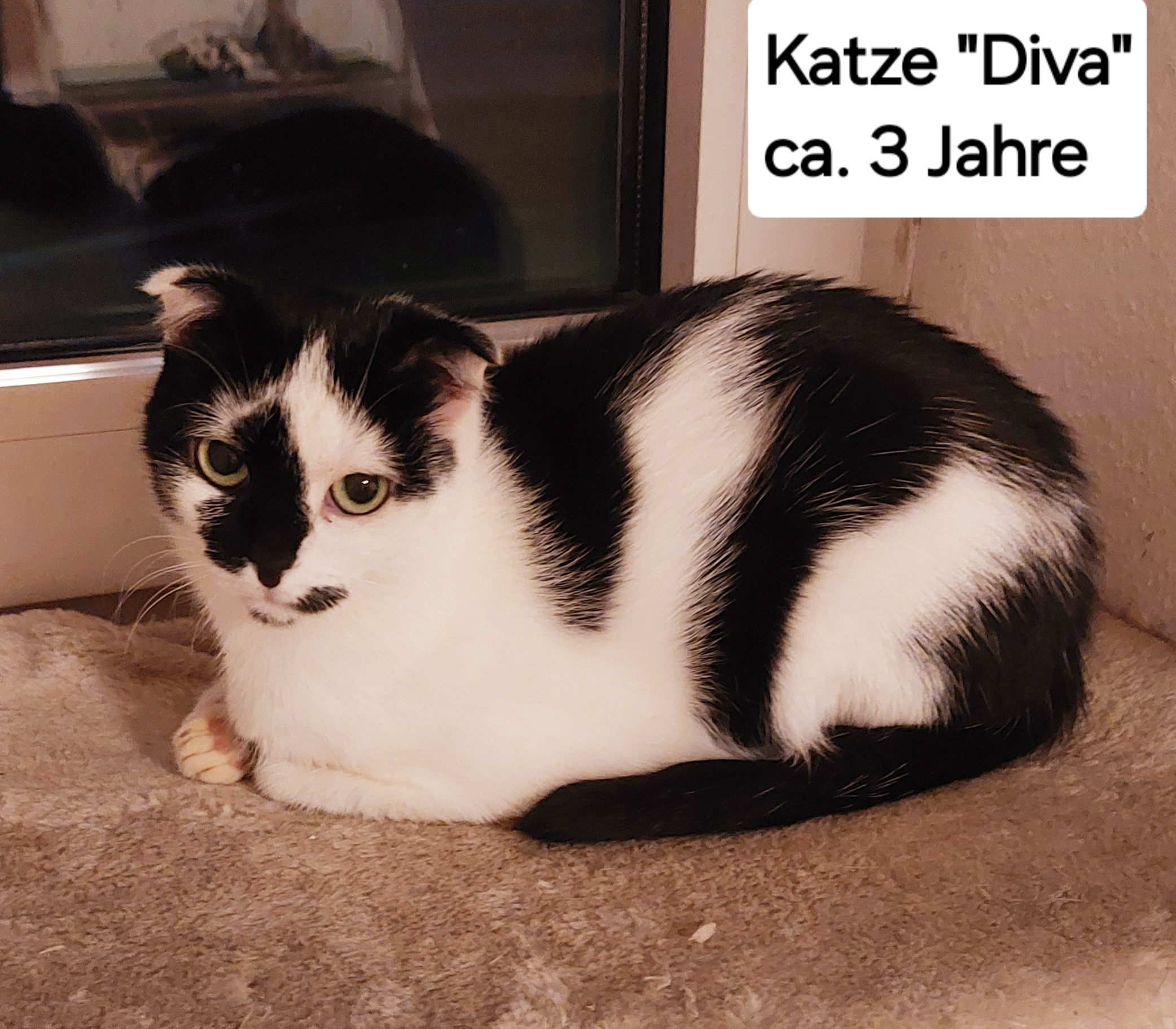 Tierpension Leo - Vermittlungstiere